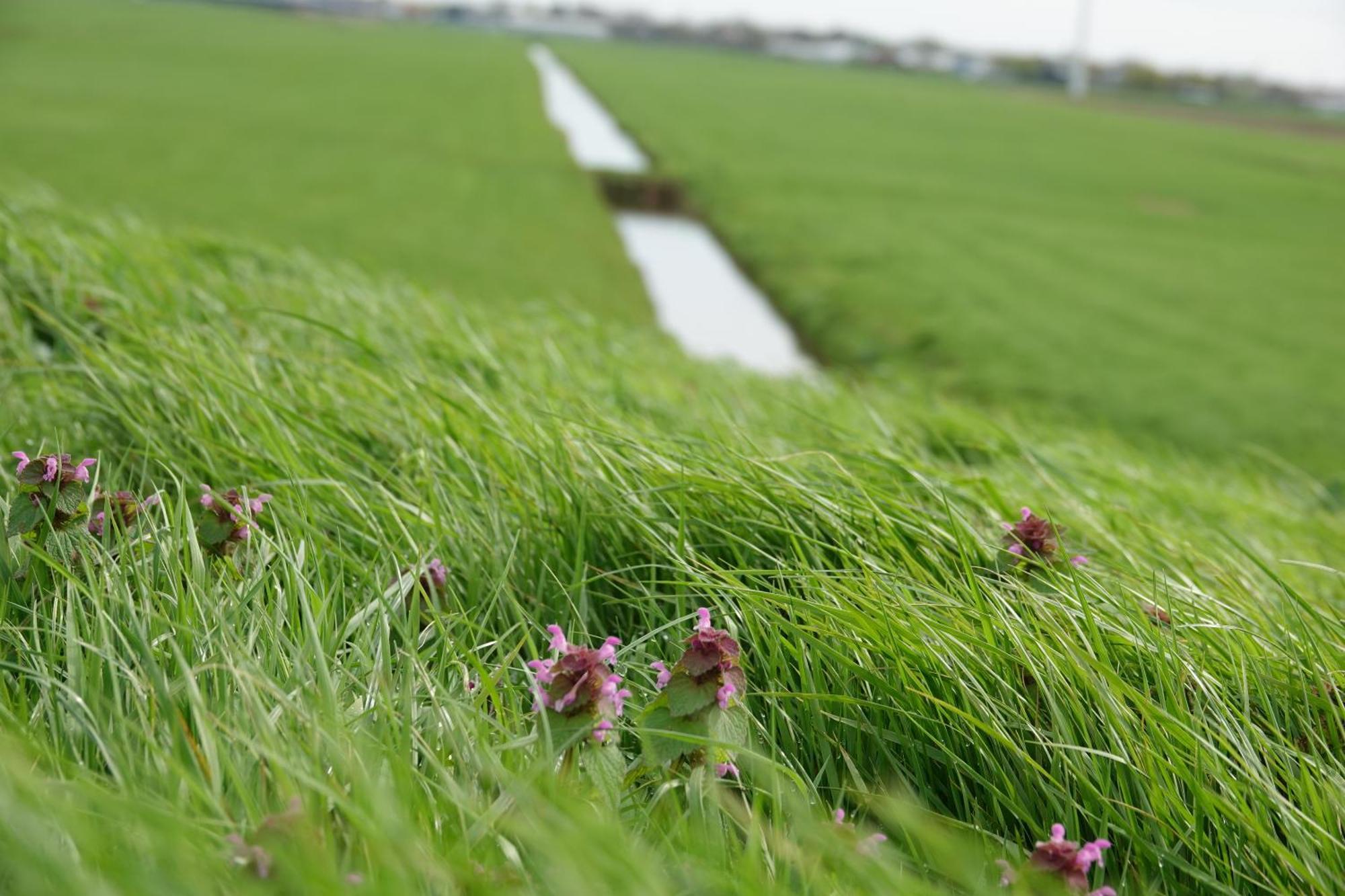 Vakantie huis aan het water Rijpwetering Buitenkant foto
