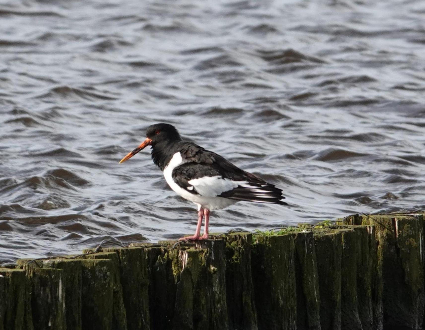 Vakantie huis aan het water Rijpwetering Buitenkant foto